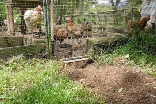 Лисы, хорьки и другие ночные гости находят слабые места даже в хорошем вольере. Подкоп, щель, забытая дверца — и утром вместо кур, возможно вас встретят лишь перья.