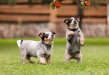 12 самых умных пород собак — их интеллект как у ребёнка