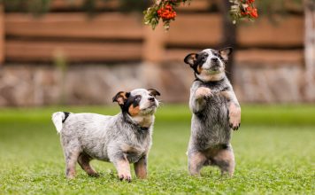 12 самых умных пород собак — их интеллект как у ребёнка