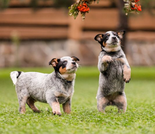 12 самых умных пород собак — их интеллект как у ребёнка