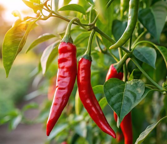 12 лучших сортов острого перца, которые я вам советую посадить - Лучшее 12 лучших сортов острого перца, которые я вам советую посадить