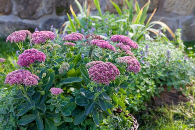 Очиток видный с мясистыми листьями и розовыми соцветиями на солнце