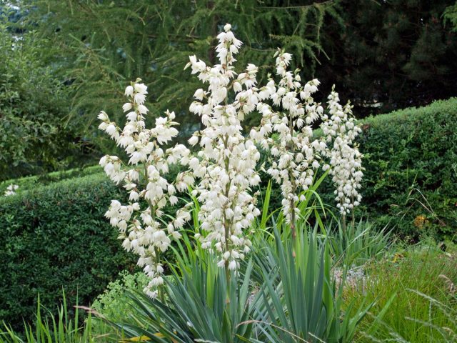 Юкка нитчатая с мечевидными листьями и высоким белым цветоносом