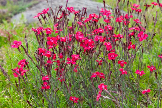 Яркие малиновые цветы гвоздики травянки на фоне узких листьев