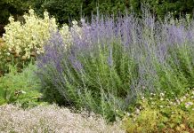 12 засухоустойчивых растений для тех, кто устал поливать цветник