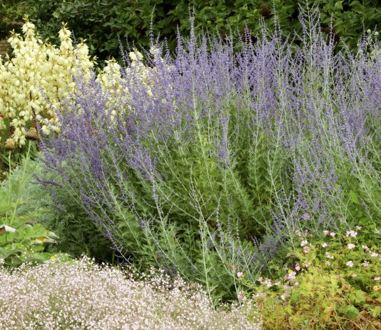 12 засухоустойчивых растений для тех, кто устал поливать цветник