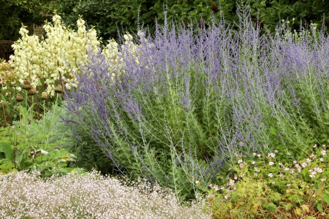 Красивый засухоустойчивый цветник, не требующий частого полива