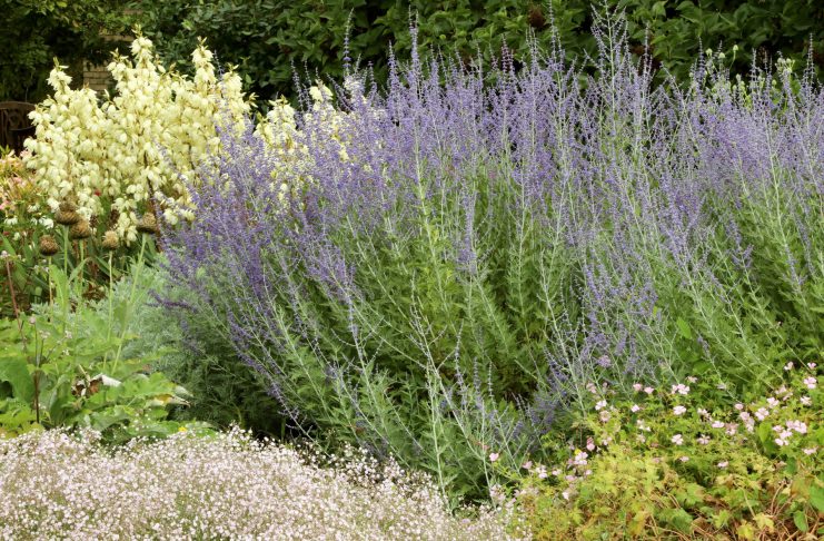 12 засухоустойчивых растений для тех, кто устал поливать цветник 12 засухоустойчивых растений для тех, кто устал поливать цветник