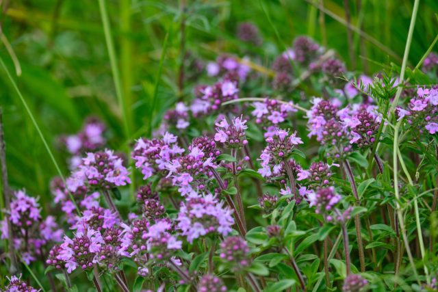 Низкий ароматный ковёр из тимьяна плотно закрывает почву, не давая дождям размывать склон. Летом он зацветает и превращает проблемный участок в живой цветущий ковер.