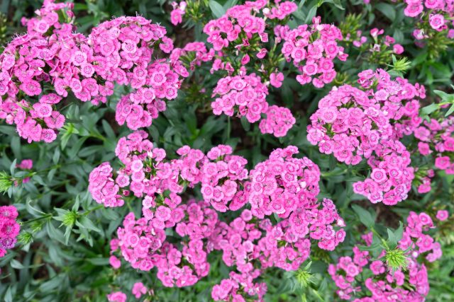 Низкорослые гвоздики образуют плотный цветущий ковер, который укрепляет склон. Они устойчивы к солнцу и дождям, сохраняя почву на месте.