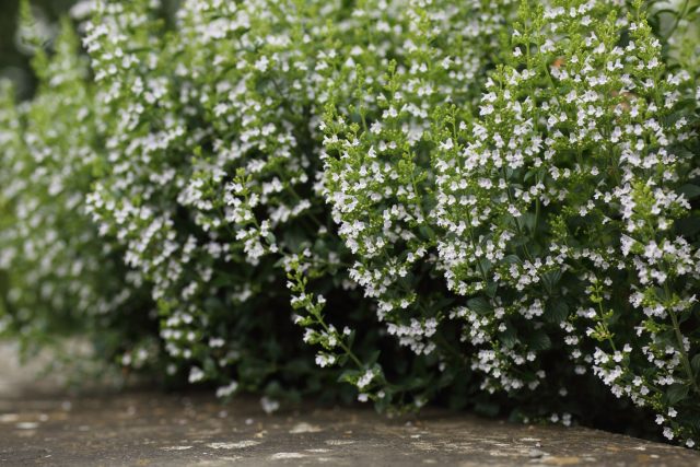Ароматная каламинта формирует аккуратные куртины, которые удерживают грунт на сухих склонах. Она не агрессивна и создаёт стабильный почвопокров.
