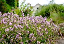 16 растений, которые спасут почву от эрозии и украсят сад 16 растений, которые спасут почву от эрозии и украсят сад