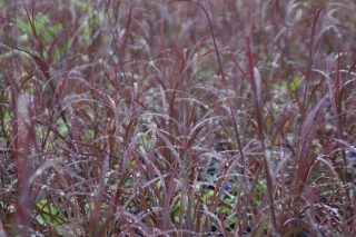Бородач Жерарда «Блэкхокс» (Andropogon gerardii ‘Blackhawks’)