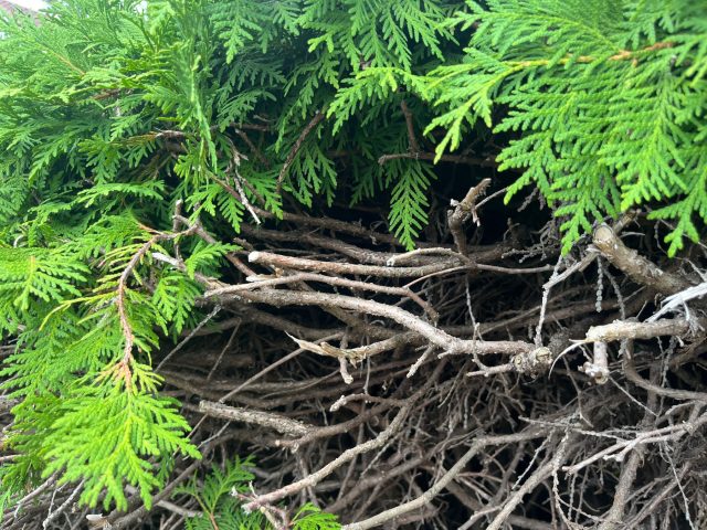 В глубине хвойной кроны годами скапливается сухая хвоя. Она не осыпается, а превращается во влажный войлок — идеальную среду для грибков. Без регулярной чистки дерево становится постоянным источником инфекций на участке.