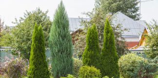 15 неудобных фактов о хвойных, которые вы узнаете слишком поздно - Лучшее 15 неудобных фактов о хвойных, которые вы узнаете слишком поздно