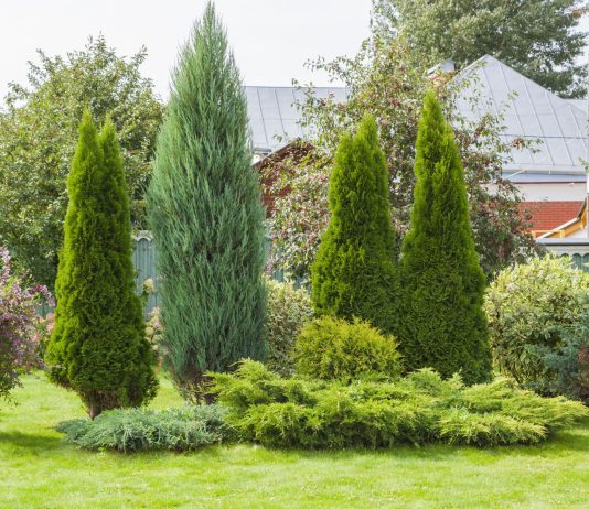 15 неудобных фактов о хвойных, которые вы узнаете слишком поздно - Цветник и ландшафт 15 неудобных фактов о хвойных, которые вы узнаете слишком поздно