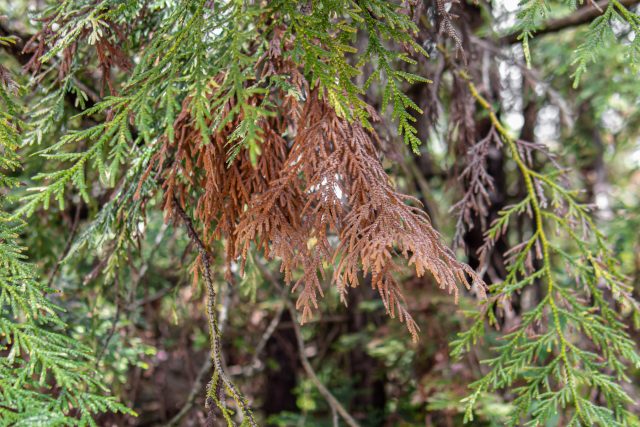 Большинство хвойных не образуют новых побегов на старой древесине. Если ветка засохла или была срезана слишком глубоко, зелень на этом месте не появится уже никогда.