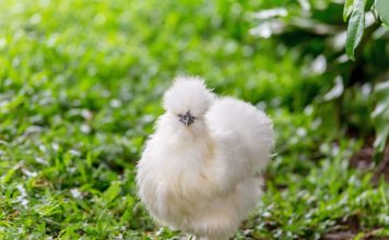 Зачем заводить декоративных курочек? 15 лучших пород и их преимущества