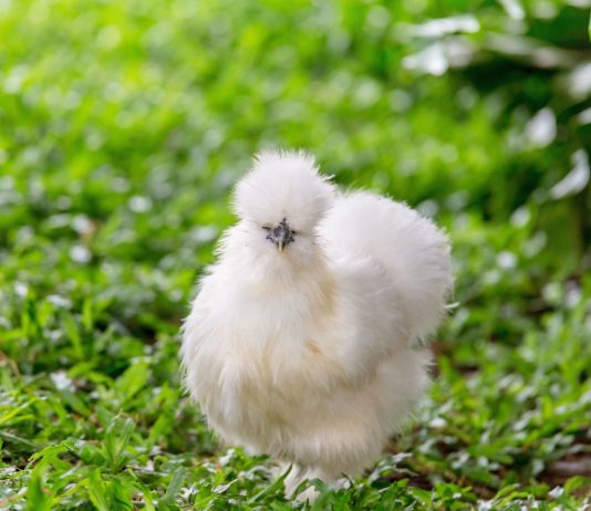 Зачем заводить декоративных курочек? 15 лучших пород и их преимущества