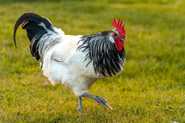 Лакенфельдер привлекает строгой чёрно-белой графикой оперения. Порода активная, подвижная и довольно продуктивная. Подойдёт тем, кто хочет декоративную курицу без вычурности, но с пользой и характером.