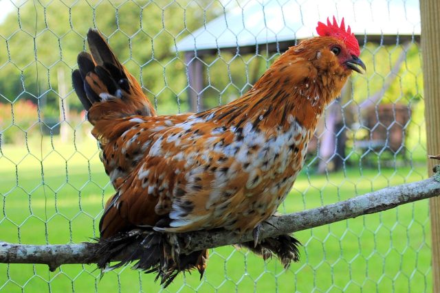Милль Флёр оправдывает своё название «тысяча цветов»: пёстрая, яркая, с перьевыми штанишками на лапах. Очень дружелюбная и спокойная, особенно нравится детям. Лучше всего смотрится на ухоженном газоне без грязи.