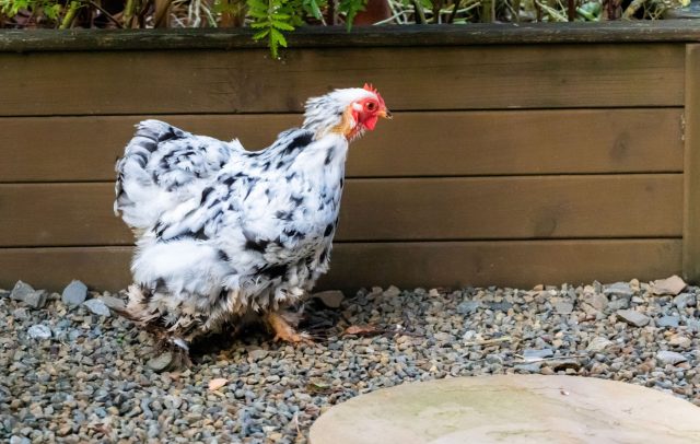 Карликовый кохинхин напоминает пушистый шар с клювом, где лапы скрыты под слоями перьев. Самая флегматичная курица из всех возможных. Идеальна для спокойного двора и тех, кто ценит тишину и размеренность.