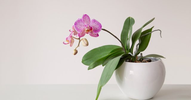 Внешне орхидея может казаться здоровой, но корни в глубине субстрата уже не участвуют в питании. Проверка скрытой части корневой системы помогает вовремя понять, что растение срочно нуждается в спасении.