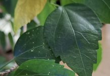 Кто или что повредило листья гибискуса?