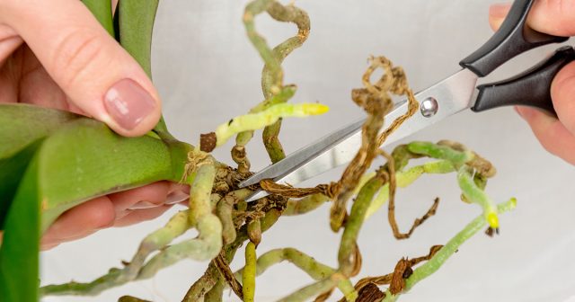 Удаление гнилых и высохших корней до живой ткани необходимый этап реанимации. Даже частично повреждённые участки лучше удалить полностью, чтобы остановить распространение инфекции и дать растению шанс восстановиться.