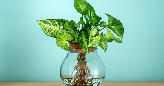 Для сохранения яркого рисунка листьев сингониуму требуется рассеянный свет и стабильное тепло. Сквозняки, прямое солнце и резкие перепады температуры быстро отражаются на внешнем виде растения.