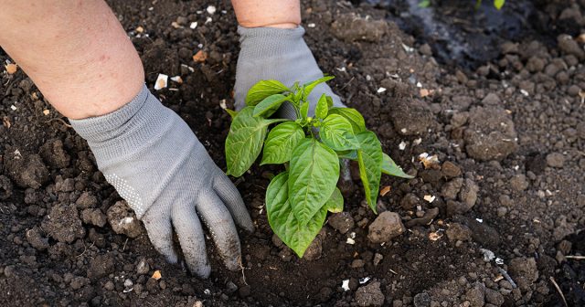 Сроки посева рассады рассчитывают от даты высадки в грунт: в средней полосе в теплицы растения переносят в начале мая, а в открытые грядки — в конце мая или начале июня, когда уже нет угрозы заморозков.
