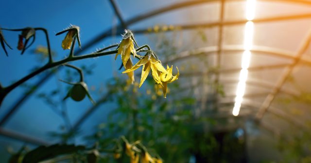 Срок посева томатов рассчитывают по простой формуле: от даты высадки отнимают возраст рассады и дни на всходы. Например, при высадке 2 июня посев приходится на конец марта. При этом обязательно учитывают климат региона и условия выращивания.