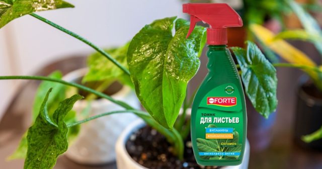 Тоник для листьев Bona Forte