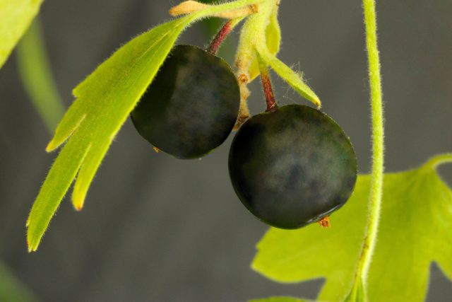 Ягоды у золотой смородины чёрные, красные, оранжевые, жёлтые или пурпурно-коричневатые. Главный недостаток – они пресноватые, с менее выраженным вкусом, чем у чёрной или красной смородины.
