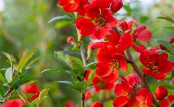 5 эффектных декоративных кустарников со съедобными плодами