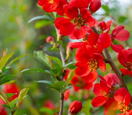 5 эффектных декоративных кустарников со съедобными плодами