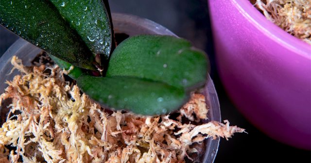 Сфагнум удерживает влагу и помогает стимулировать корнеобразование, но требует постоянного контроля. Мох должен быть влажным, но не сырым, иначе высок риск загнивания шейки ослабленного растения.