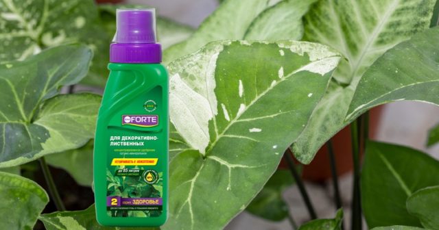 Удобрение для декоративно-лиственных серия ЗДОРОВЬЕ Bona Forte