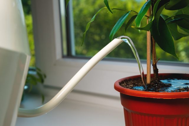 Полив по расписанию часто губит корни. Важно проверять влажность грунта пальцем и не допускать застоя воды. Помните: симптомы перелива и засухи похожи, но цена ошибки — сгнившие корни, которые уже невозможно восстановить.