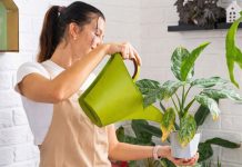 6 ошибок, от которых у вас завянут даже «неубиваемые» растения