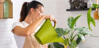 6 ошибок, от которых у вас завянут даже «неубиваемые» растения