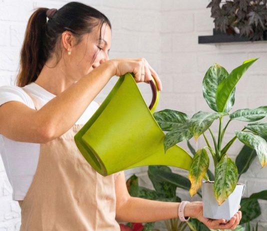 6 причин, почему у вас не приживаются комнатные растения - Комнатные растения 6 ошибок, от которых у вас завянут даже «неубиваемые» растения