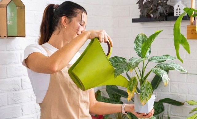 6 причин, почему у вас не приживаются комнатные растения