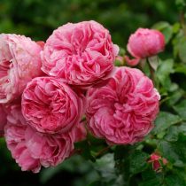 Роза «Леонардо да Винчи» (Rosa ‘Leonardo da Vinci’)