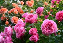 7 золотых правил малоуходного розария — красота без лишних хлопот 7 секретов малоуходного розария — максимум красоты без лишних хлопот