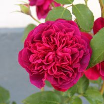 Роза «Уильям Шекспир 2000» (Rosa ‘William Shakespeare 2000’)