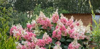 7 сортов метельчатых гортензий, которые покорят ваше сердце