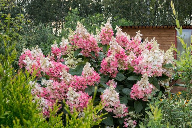 7 сортов метельчатых гортензий, которые покорят ваше сердце