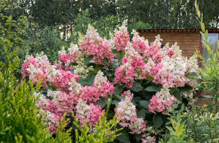 7 сортов метельчатых гортензий, которые покорят ваше сердце
