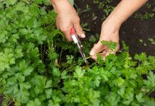 Польза привычной зелени — как мы недооцениваем то, что растет у каждого